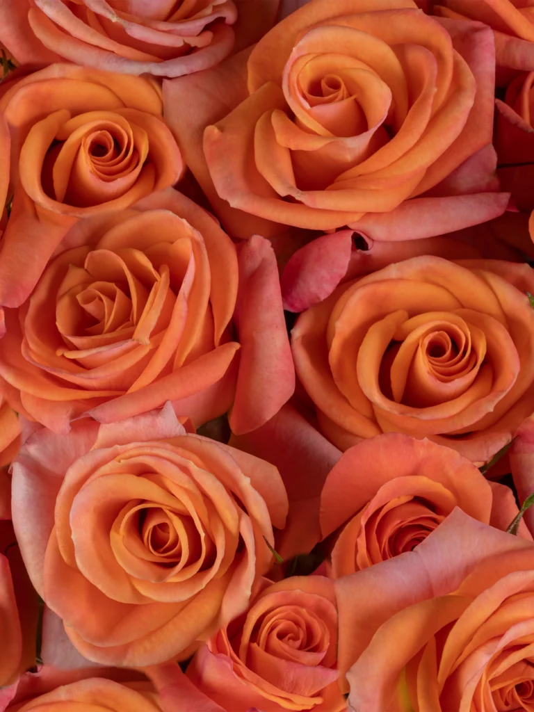 Orange Star