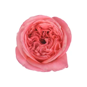 Pink X-Pression - Image 1