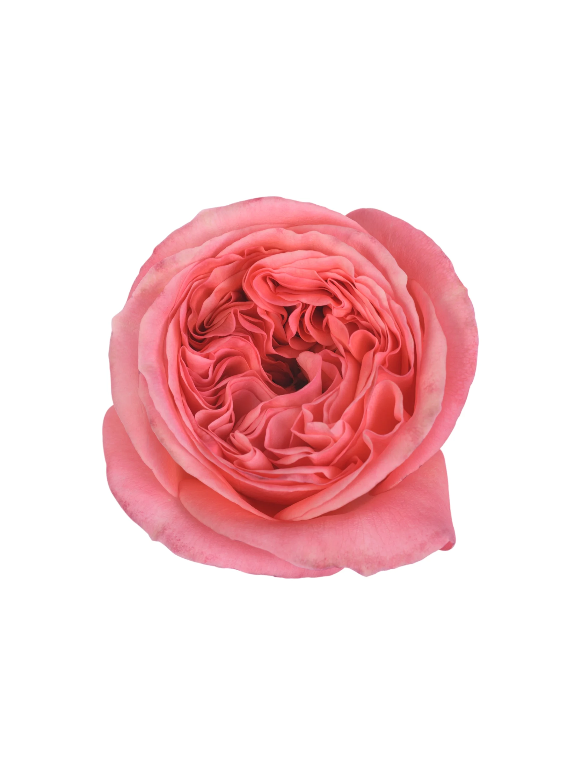 Pink X-Pression - Image 1