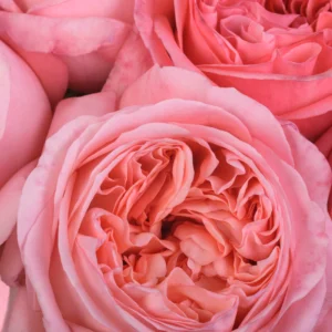 Pink X-Pression - Image 2