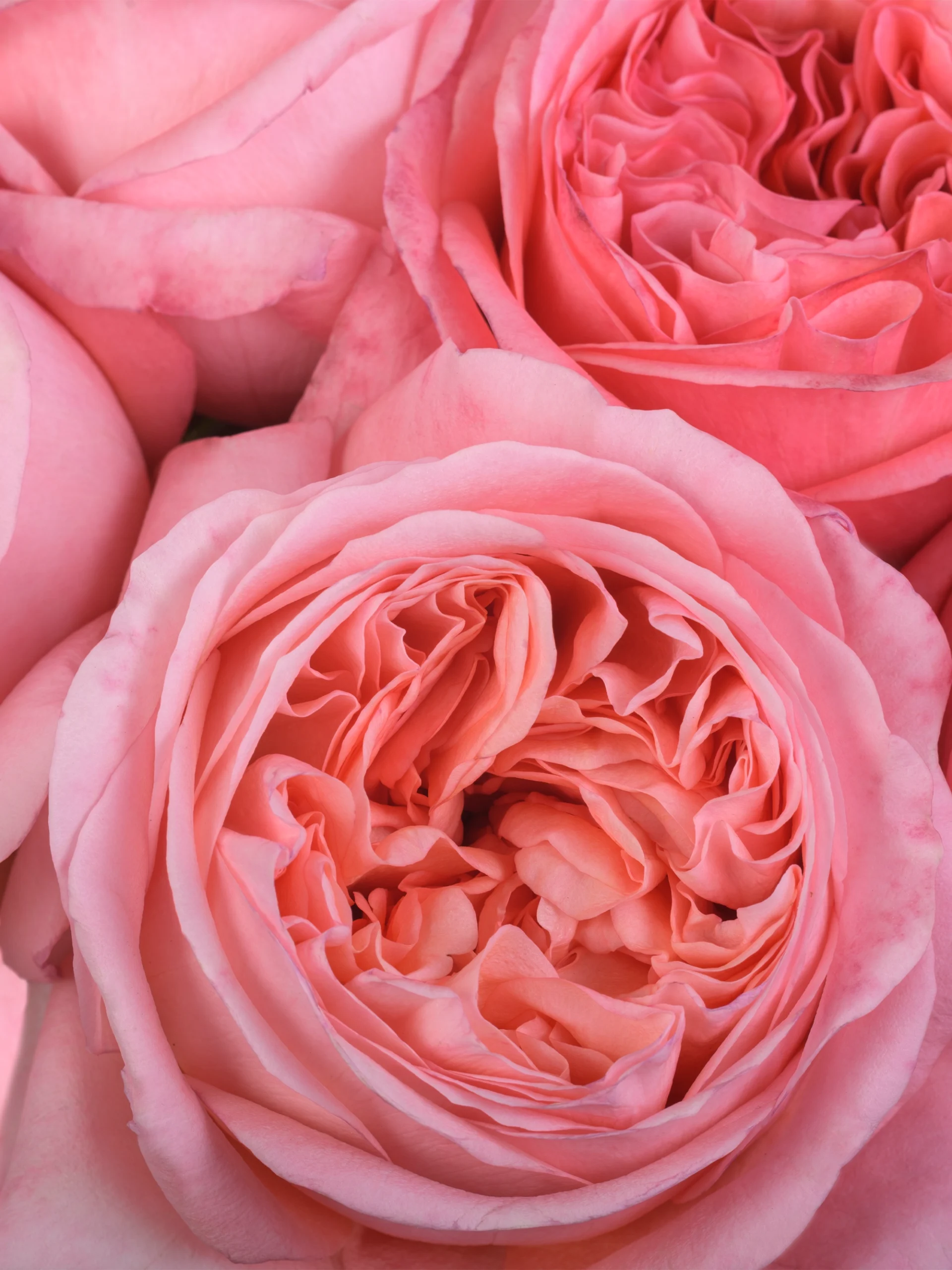 Pink X-Pression - Image 2