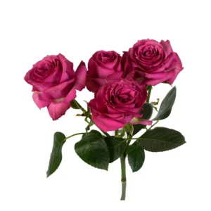Purple Irishka - Image 1