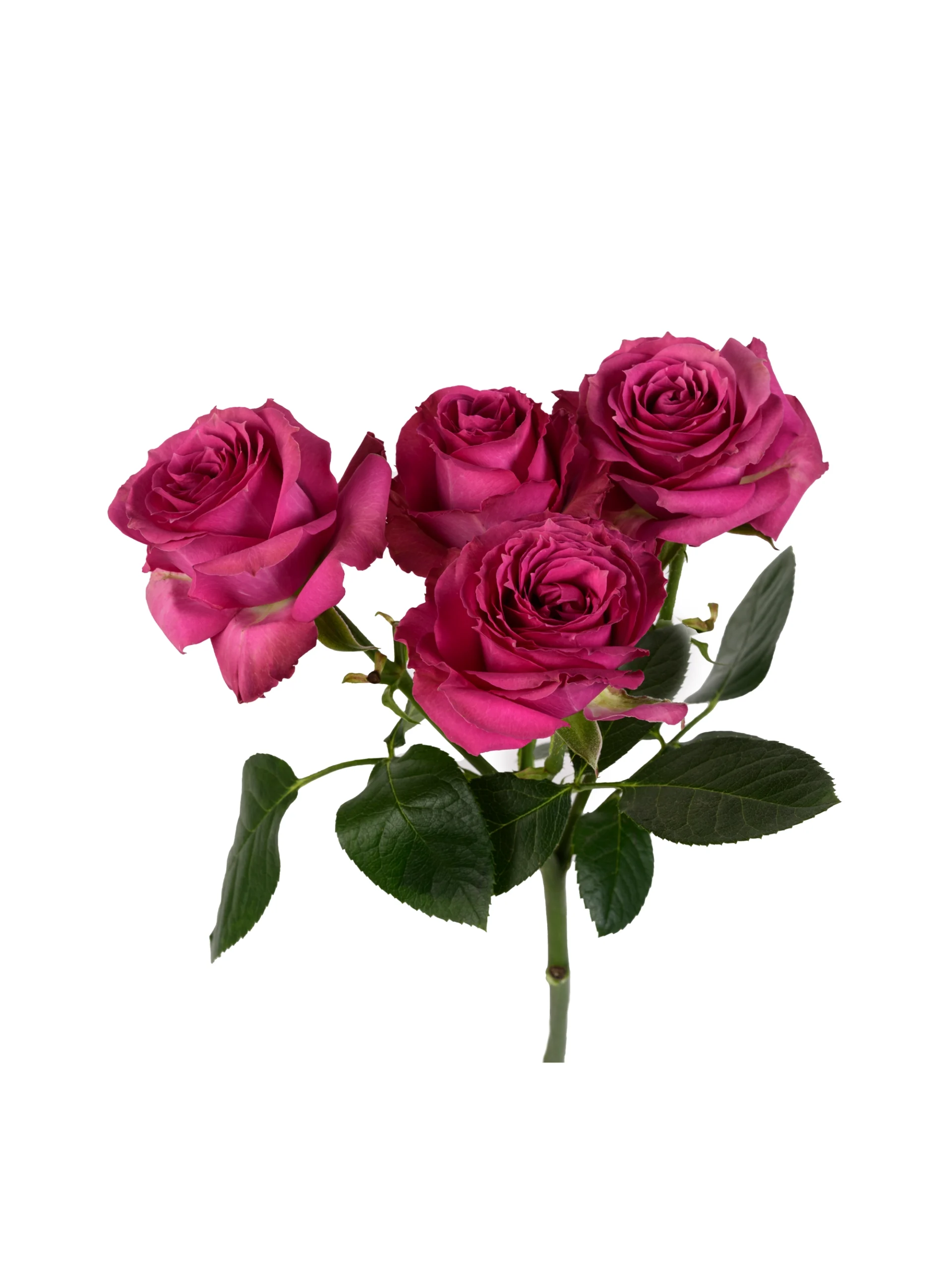 Purple Irishka - Image 1