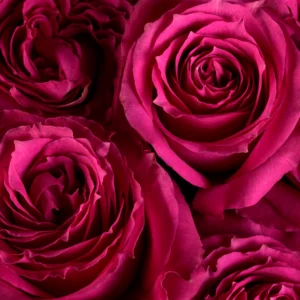 Purple Irishka - Image 3