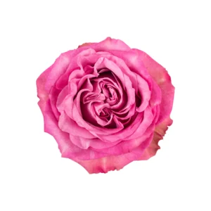 Queens Crown - Image 1