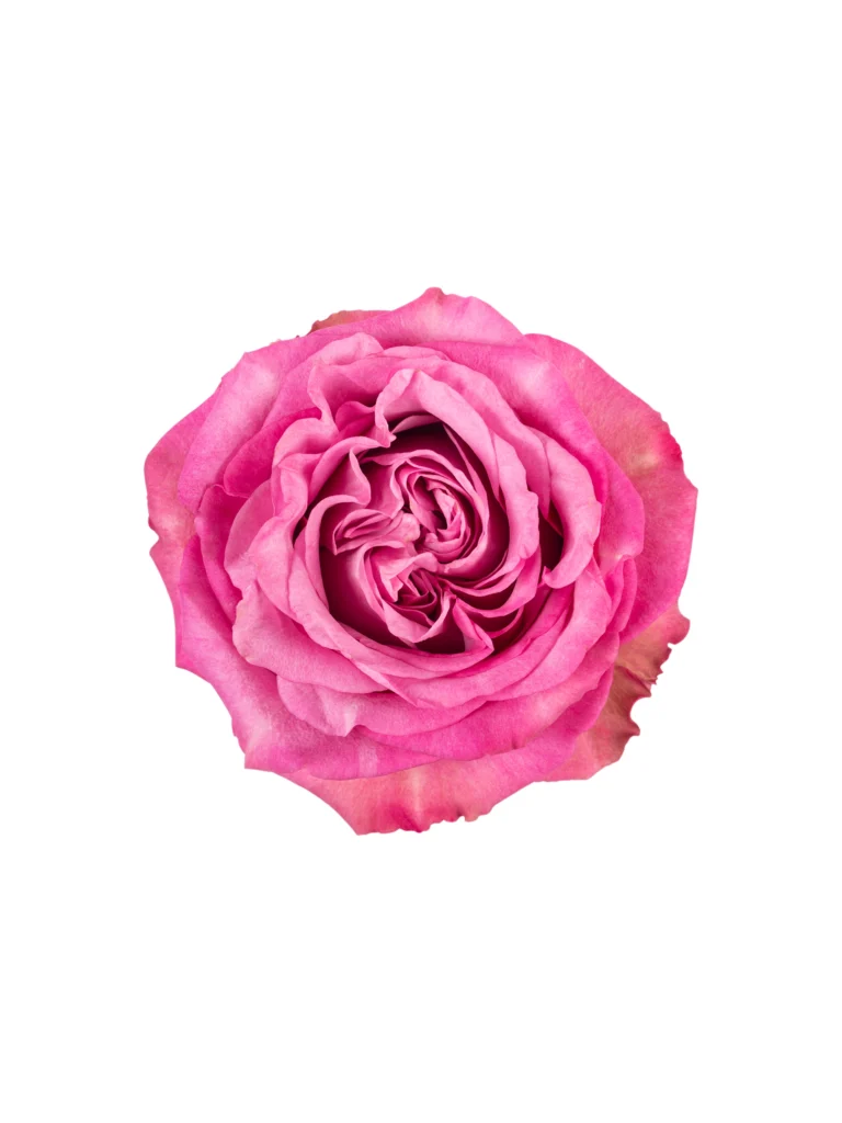 Queens Crown