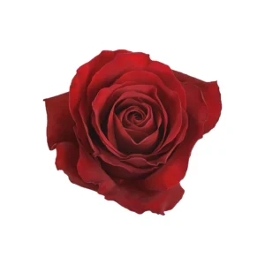 Redvolution - Image 1