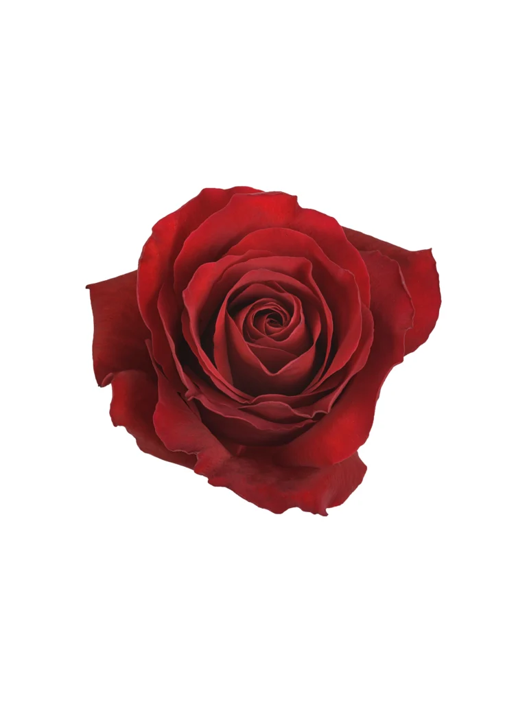 Redvolution