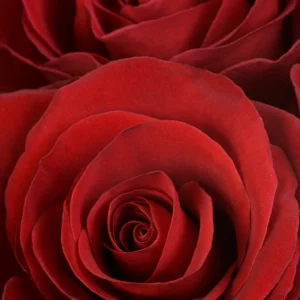 Redvolution - Image 2