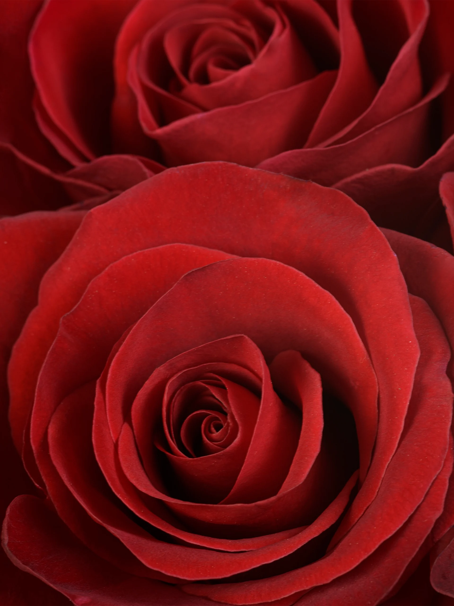 Redvolution - Image 2