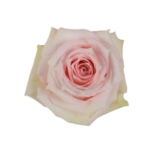 Star Blush - Image 2