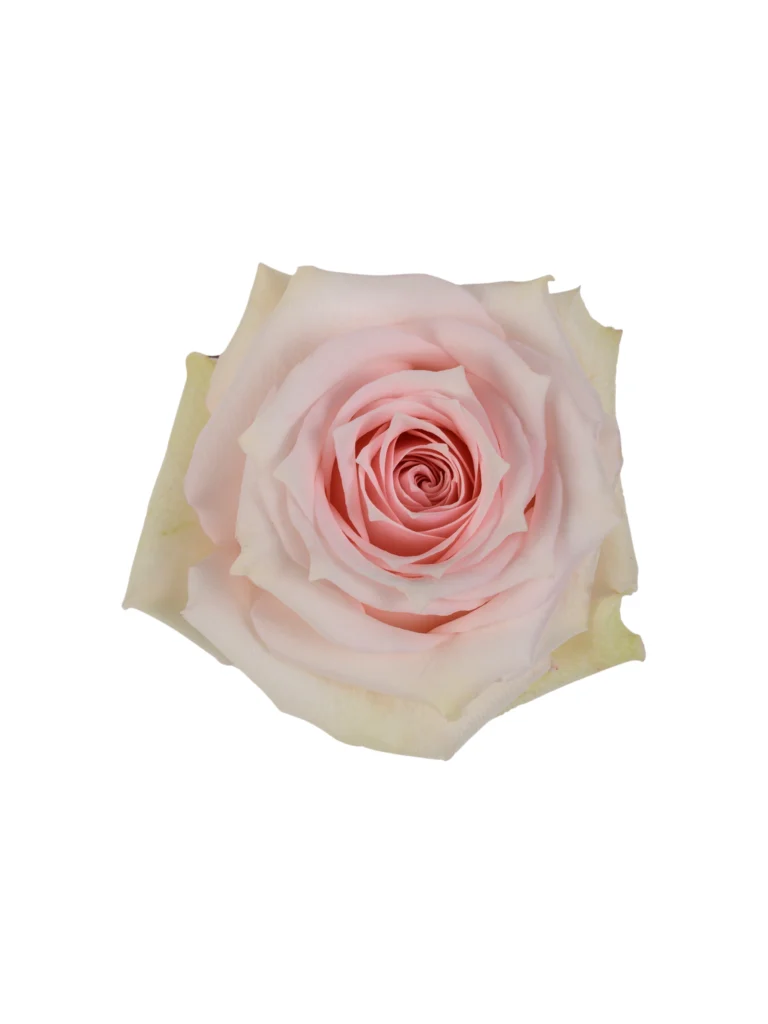 Star Blush