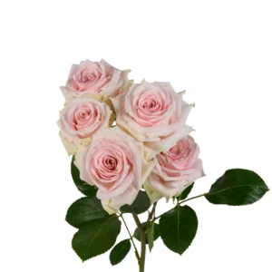 Star Blush - Image 1