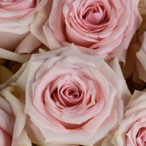 Star Blush - Image 3