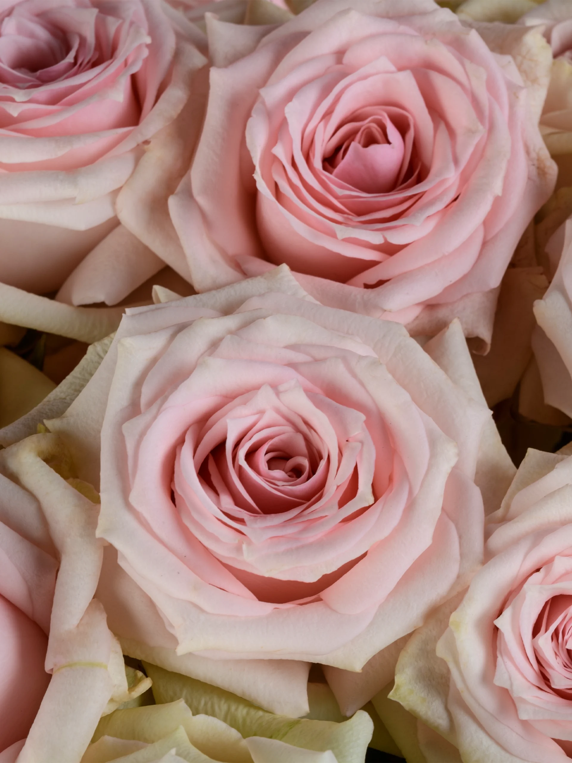 Star Blush - Image 3