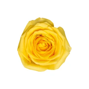 Supersun - Image 1
