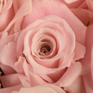 Sweet Escimo - Image 2