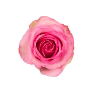 Sweet Unique - Image 1
