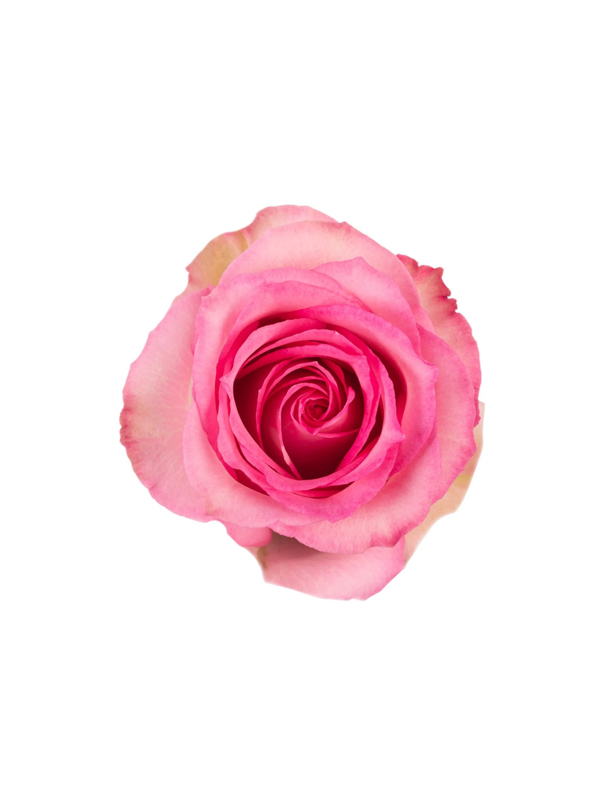 Sweet Unique - Image 1