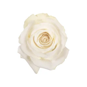 White Dove - Image 1