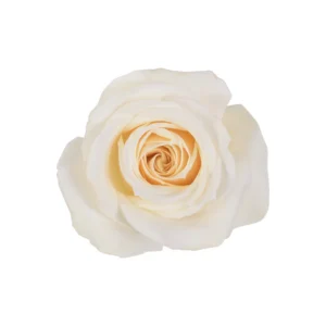 White Majolika - Image 2