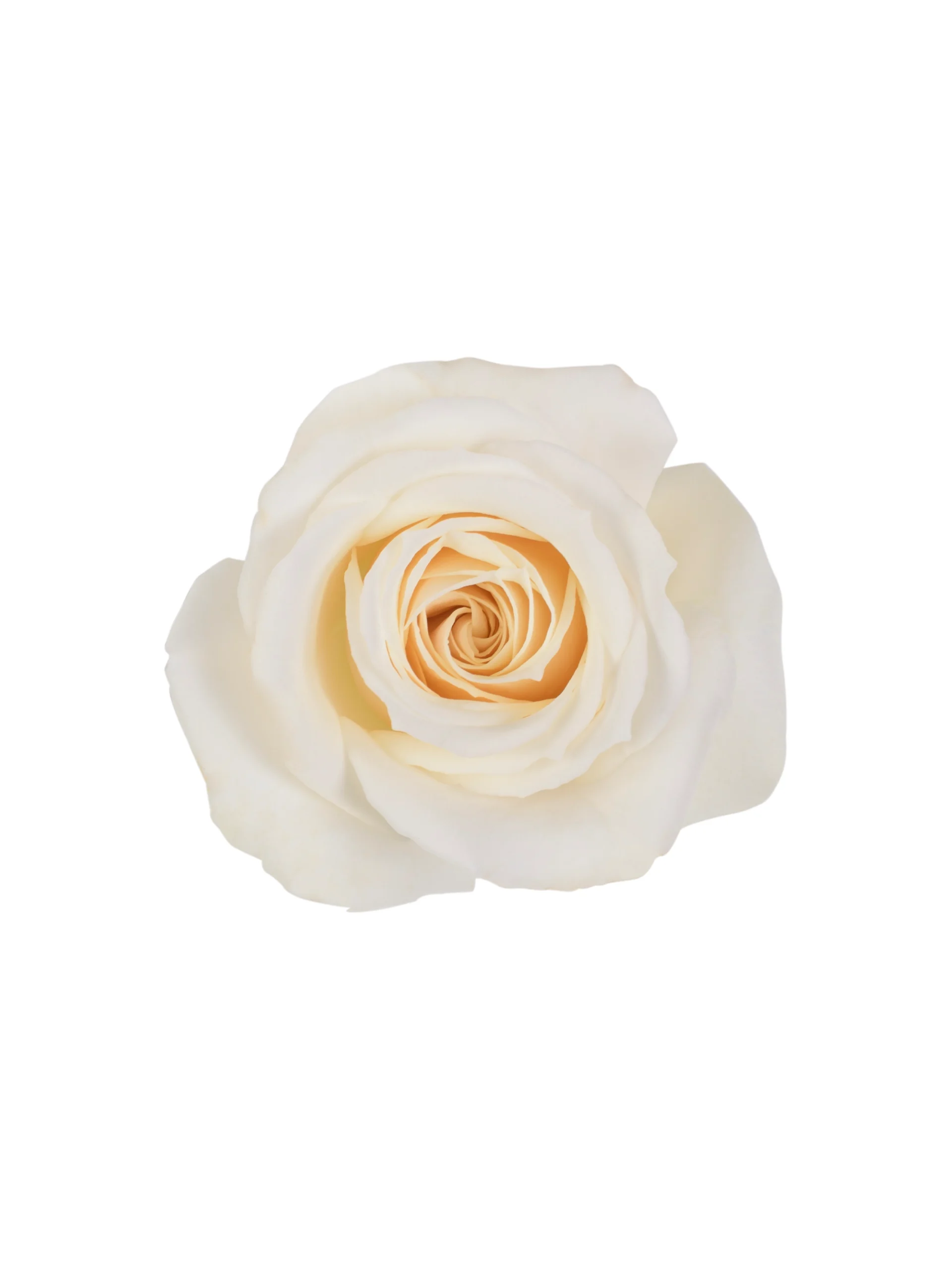 White Majolika - Image 2