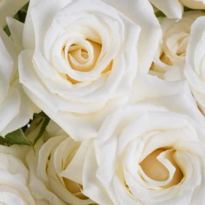 White Majolika - Image 3