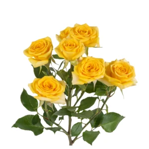 Yellow Babe - Image 1