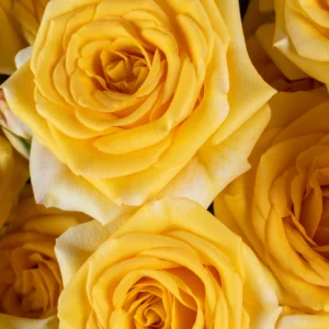 Yellow Babe - Image 2