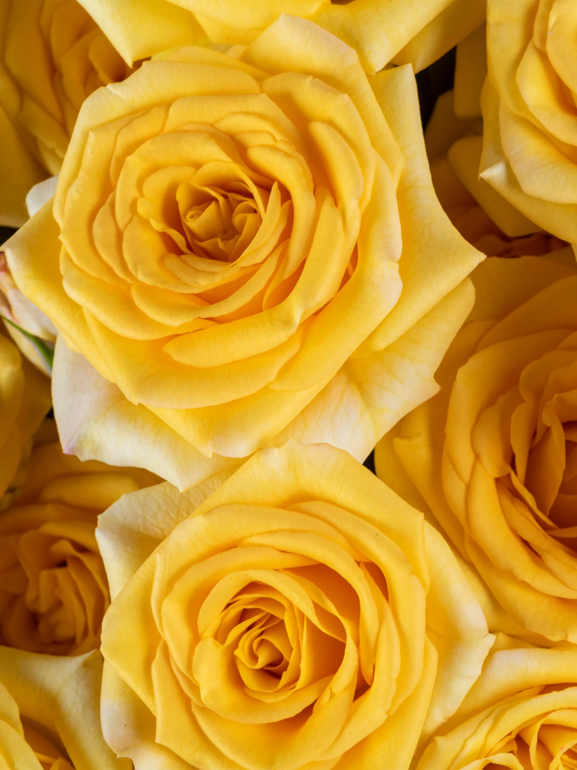 Yellow Babe - Image 2