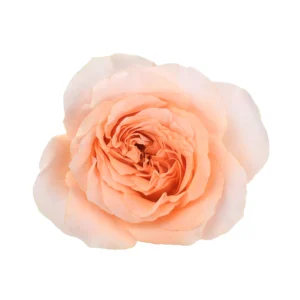 Felicity - Image 1