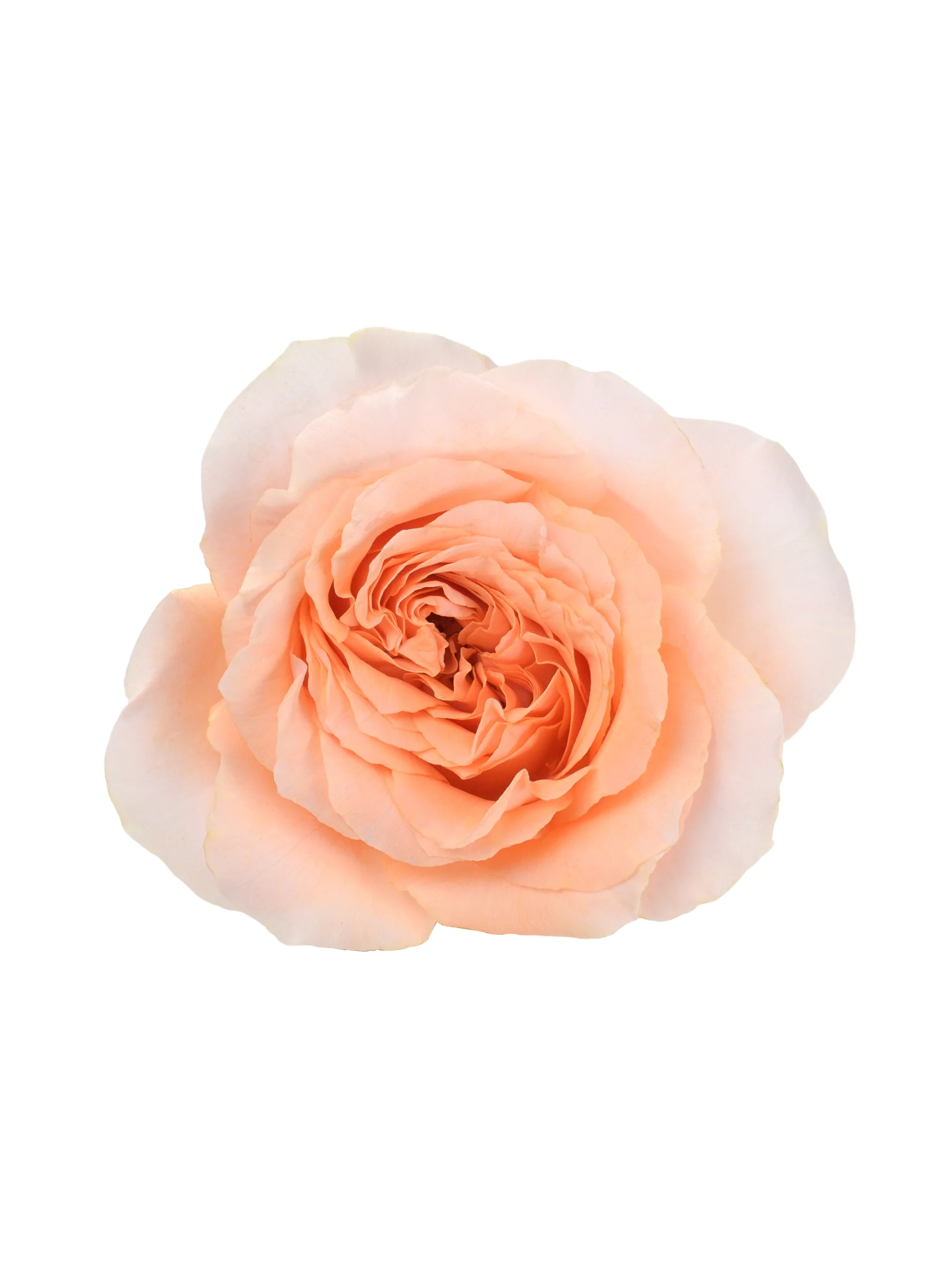 Felicity - Image 1