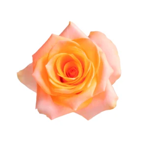 Honey Glow - Image 1