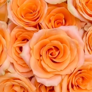 Honey Glow - Image 2