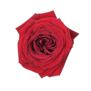 Rubicon - Image 2
