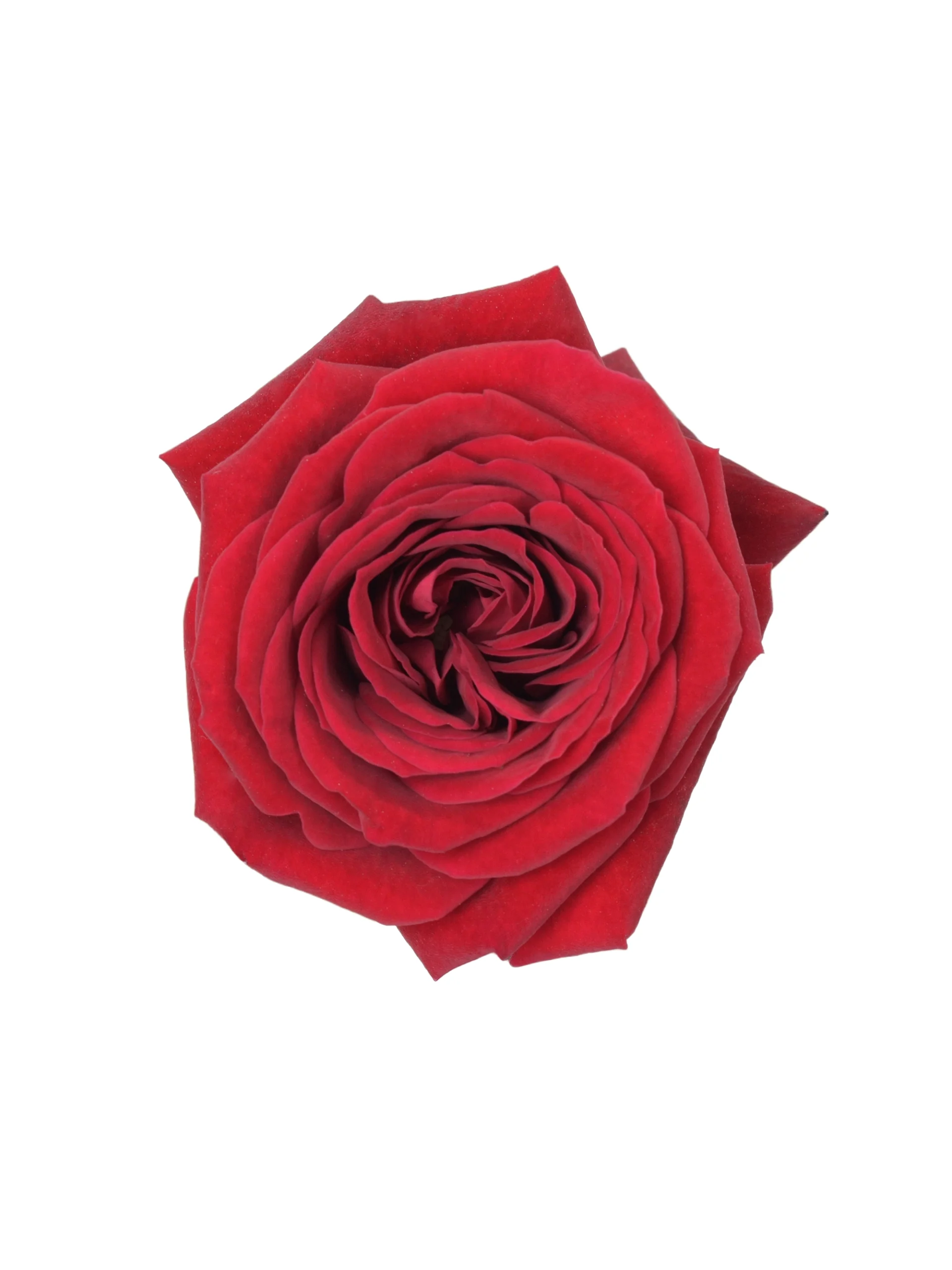 Rubicon - Image 2