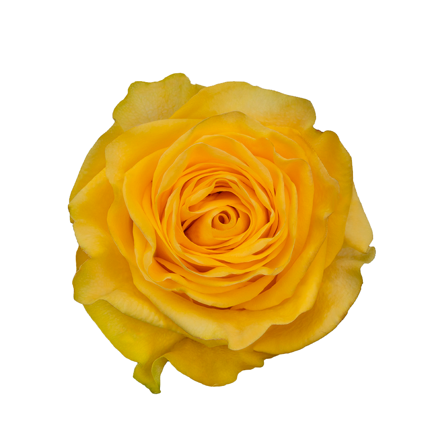 Golden Globe Sunrite Farms Ecuador